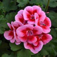 Moonlight™ Pink+Big Eye Zonal Geranium