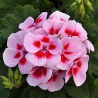 Moonlight™ Light Pink+Big Eye Zonal Geranium