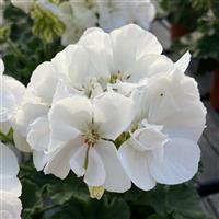 Moonlight™ White 25 Zonal Geranium