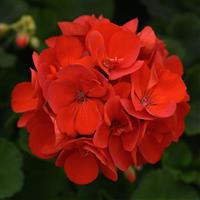 Sunrise™ Brilliant Red Zonal Geranium