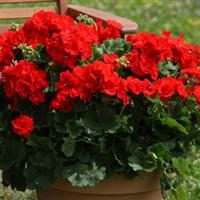 Sunrise™ Brilliant Red Zonal Geranium