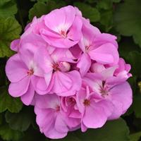 Sunrise™ Lavender Zonal Geranium