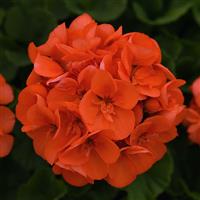 Sunrise™ Orange Zonal Geranium