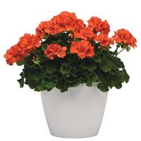 Sunrise™ Orange Zonal Geranium