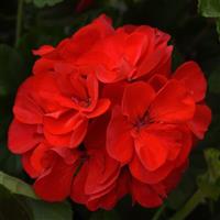 Sunrise™ Red Zonal Geranium