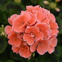 Sunrise™ Salmon Zonal Geranium