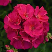 Sunrise™ Violet Zonal Geranium