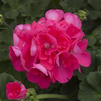 Sunrise™ Hot Pink Zonal Geranium