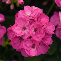 Sunrise™ Bright Lilac Zonal Geranium