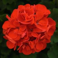 Sunrise™ Bright Scarlet Zonal Geranium