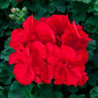 Sunrise™ Dark Red Zonal Geranium