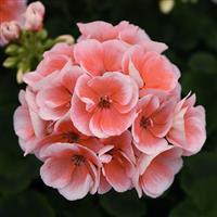 Sunrise™ Light Salmon Zonal Geranium