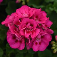 Sunrise™ Hot Rose+Eye Zonal Geranium