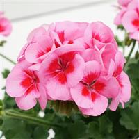 Sunrise™ Rose+Big Eye Zonal Geranium