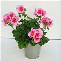 Sunrise™ Rose+Big Eye Zonal Geranium