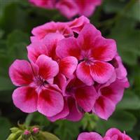 Sunrise™ Purple+Big Eye Zonal Geranium