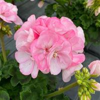 Sunrise™ Appleblossom 25 Zonal Geranium