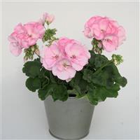 Sunrise™ Appleblossom 25 Zonal Geranium