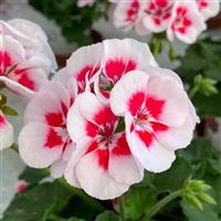 Sunrise™ White+Zest Zonal Geranium