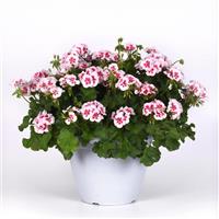 Sunrise™ White+Zest Zonal Geranium