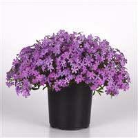 Phlox hybrida Spring Splash™ Lilac