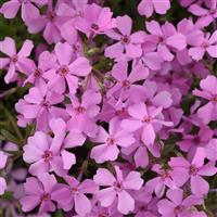 Phlox hybrida Spring Splash™ Pink