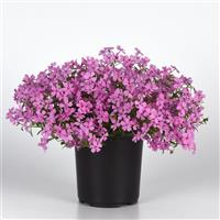 Phlox hybrida Spring Splash™ Pink