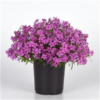 Phlox hybrida Spring Splash™ Violet