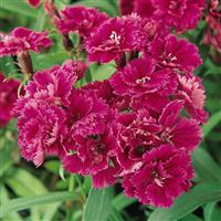 Dynasty Purple Dianthus