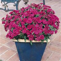 Dynasty Purple Dianthus