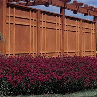 Dynasty Purple Dianthus