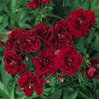 Dynasty Red Dianthus