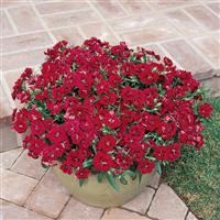 Dynasty Red Dianthus