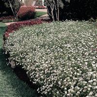 Dynasty White Blush Dianthus