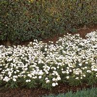 Dynasty White Blush Dianthus