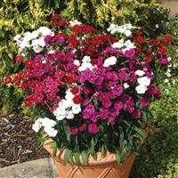 Dynasty Mixture Dianthus