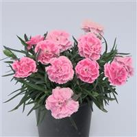 DiaDeur™ Pink Shades Dianthus