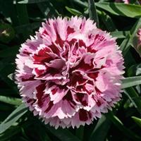 DiaDeur™ Velvet+White Dianthus