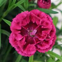 DiaDeur™ Magenta+Red Dianthus