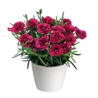 DiaDeur™ Magenta+Red Dianthus