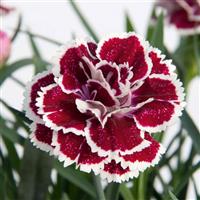 DiaDeur™ Magenta+White Edge Dianthus