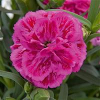 DiaDeur™ Pink+Red Dianthus