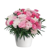 I Love U Dianthus