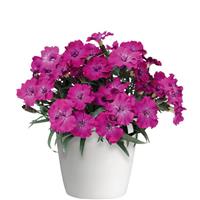 Scully Dianthus