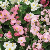 Encore IV Mix Begonia