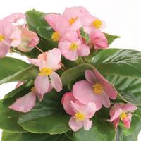 Encore IV Pink Begonia