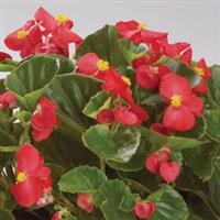 Encore IV Red Begonia