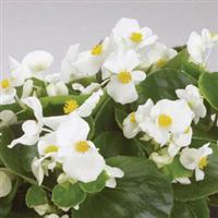 Encore IV White Begonia