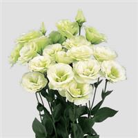 Mariachi Lime Green Cut Flower Lisianthus