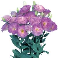 Mariachi Misty Blue Cut Flower Lisianthus